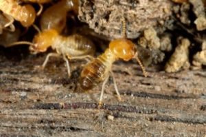 Worker termites